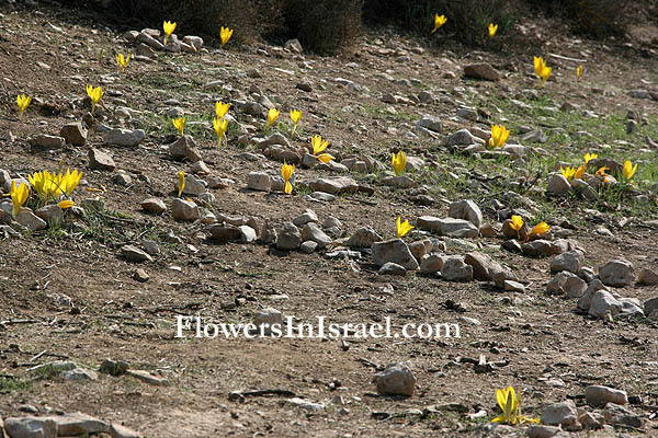פרחים, צמחי בר, צמח בר, פרחי ישראל