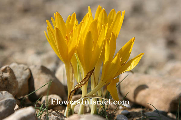 Israel wildflowers and native plants