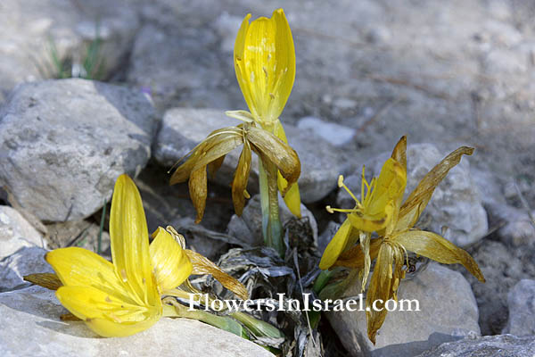 Sternbergia clusiana, Sternbergia spaffordiana, Sternbergia, Autumn Crocus, Autumn Daffodil, חלמונית גדולה