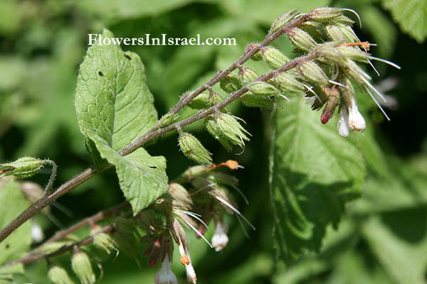 Symphytum brachycalyx, Symphytum palaestinum, Palestine Comfrey, סינפיטון ארצישראלי