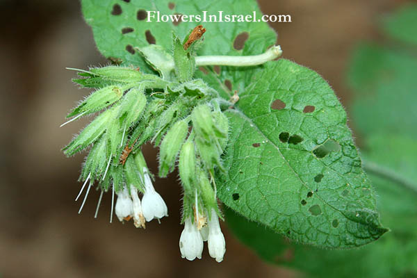 Flora of Israel online, Native plants, Palestine