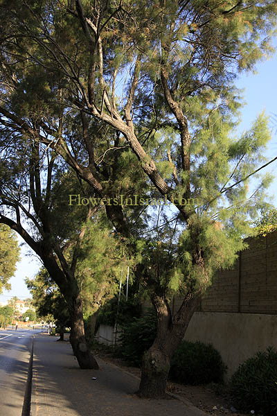 Israel native plants