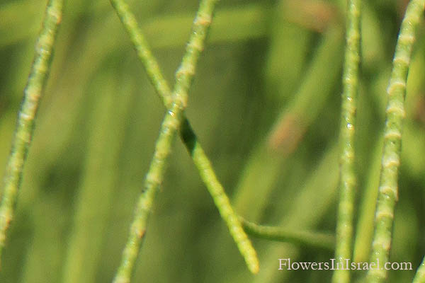 Tamarix aphylla, Tamarix articulate, Athel tree, Athel tamarisk,אשל הפרקים 