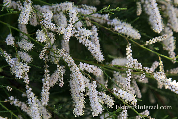 Tamarix jordanis, Jordan Tamarisk, طرفه، أثل ,אשל הירדן 