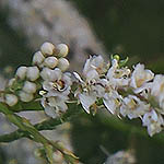 Tamarix jordanis, Israel, native wildflowers