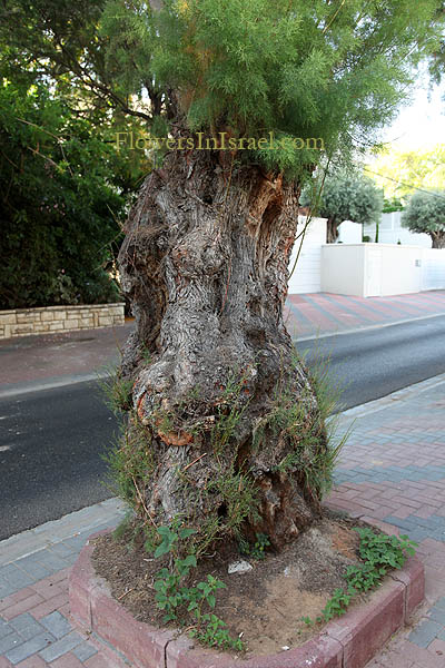 Trees of Israel, Native plants, Palestine