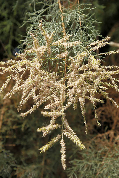 Tamarix parviflora,Saltcedar, Smallflower tamarisk, אשל קטן פרחים 