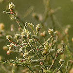 Tamarix parviflora, Israel, native wildflowers