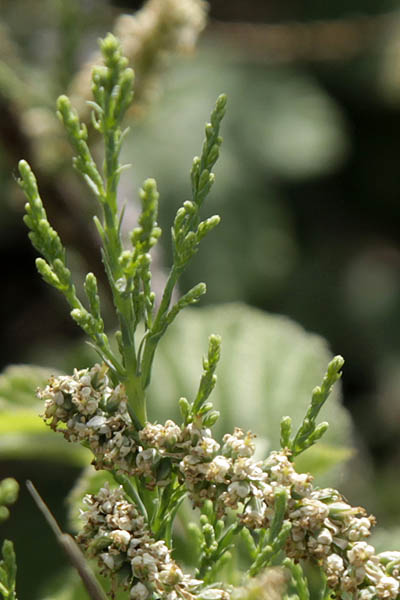 Tamarix tetragyna, Four-stamen tamarisk, Saltcedar, אשל מרובע , أثل رباعي الأخبية