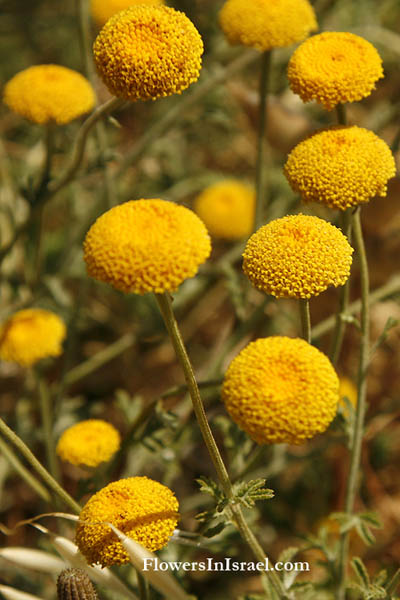 Israel Flowers Palestine Native Plants