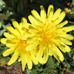 Taraxacum cyprium, Taraxacum megalorrhizon, Cyprus dandelion, שינן עבה-שורש ,שינן עב-שורש, Israel Yellow wildflowers