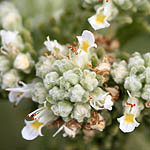 Teucrium capitatum, Israel, Cream colored flowers