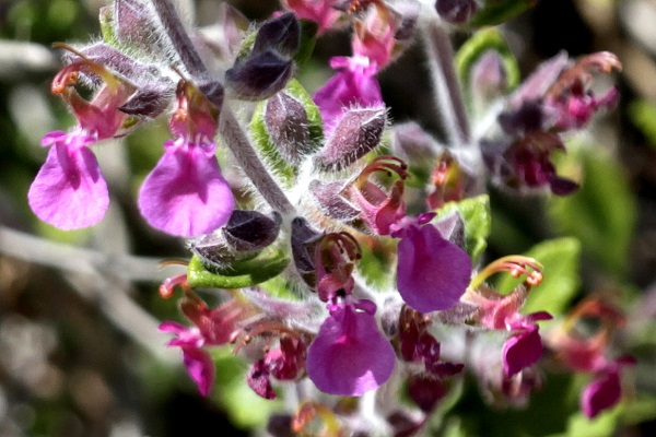 Teucrium divaricatum, Hedge Germander, געדה מפושקת,  الجعدة المتباينة