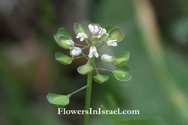 Israel Flowers, Travel, Nature, Botany