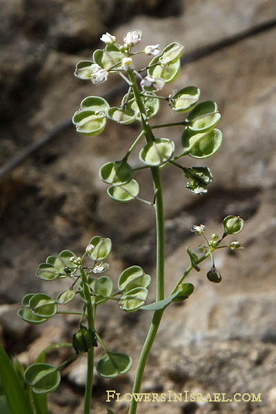 Thlaspi perfoliatum, Microthlaspi perfoliatum, Perfoliate Penny-cress, חופניים מצויים, شمرمرة