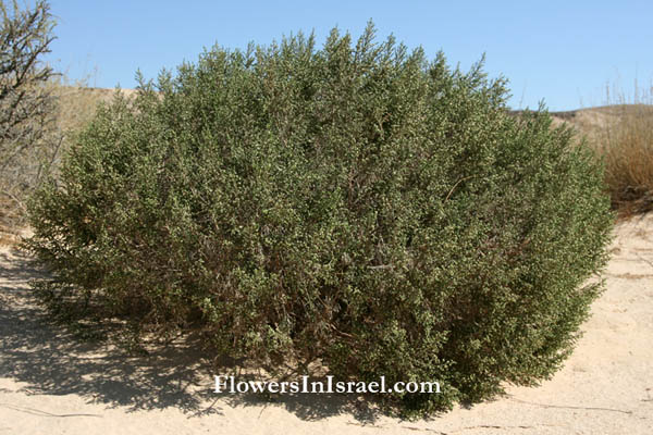 Israel Flowers Thymelaea hirsute Shaggy SparrowWortSpur flax 