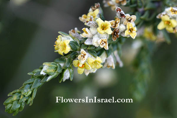 Thymelaea hirsuta,Passerina hirsuta, Shaggy Sparrow-Wort,Spur flax, מתנן שעיר