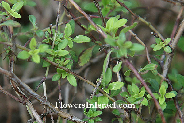 Flora of Israel online, Native plants, Palestine