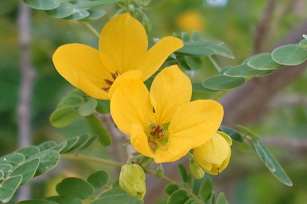 Tipuana tipu, Machaerium tipu, Tipuana speciosa, Pride of Bolivia, Rosewood, Tipu Tree, Hebrew: מכנף נאה