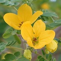 Thymelaea hirsute, Flowers, Israel, flora