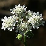 Tordylium carmeli, Israel, native wildflowers