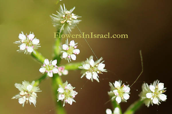 Torilis tenella, Caucalis tenella, Hedge-parsley, גזיר דקיק, גזרזור דקיק