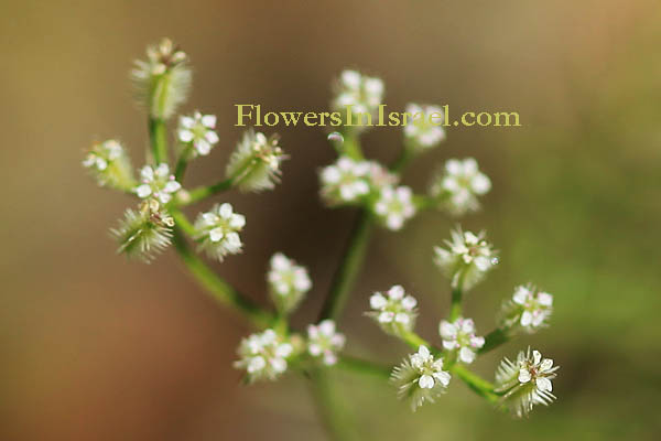 Torilis tenella, Caucalis tenella, Hedge-parsley, גזיר דקיק, גזרזור דקיק