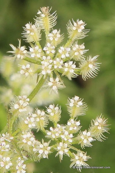 flora en Israel - Torilis tenella, Caucalis tenella, Hedge-parsley, גזיר דקיק, גזרזור דקיק
