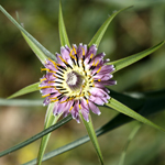 Tragopogon coelesyriacus, Flowers, Israel, flora