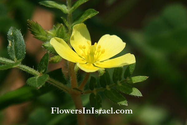 Israel native plants, Palestine, Nature
