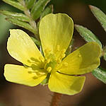 Tribulus terrestris, Israel Yellow wildflowers