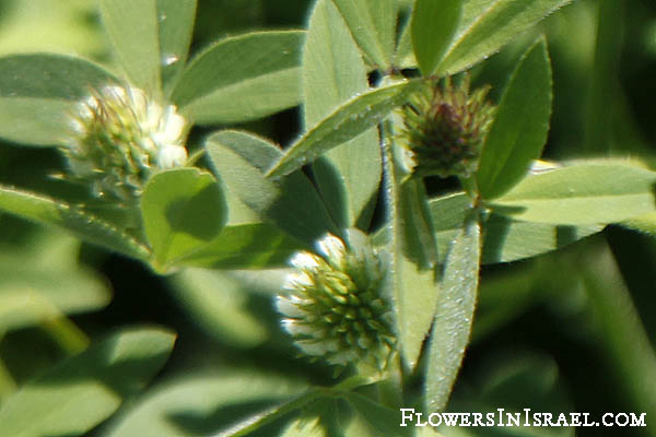Israel, Flowers, Trifolium alexandrinum, Egyptian Clover, Berseem Clover, תלתן אלכסנדרוני
