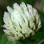 Trifolium alexandrinum, Israel, native wildflowers