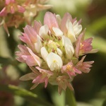Trifolium argutum, Israel Pink Flowers, wildflowers