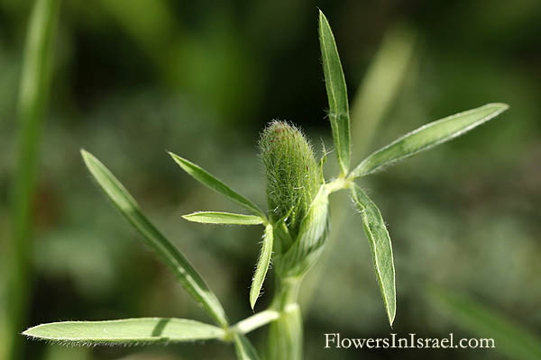 Trifolium arvense, Haresfoot clover, Rabbitfoot clover, Stone clover, Hairy clover, Oldfield clover, תלתן النفل البري ,השדה, النفل البري