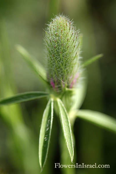 Flora of Israel online, Native plants, Palestine