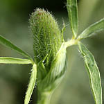 Trifolium arvense, Israel, native wildflowers