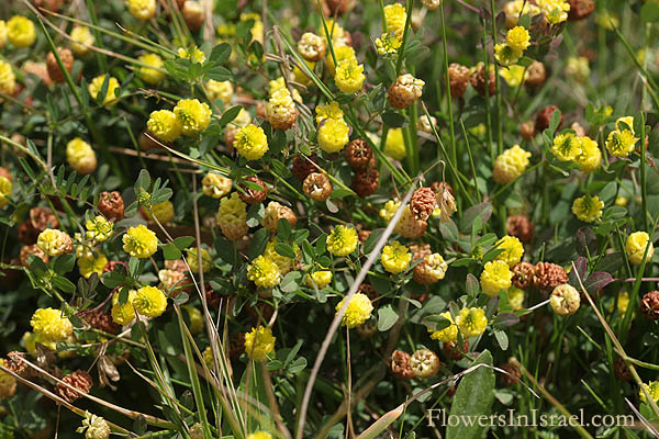 Trifolium campestre, Hop Trefoil, Low Hop Clover