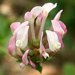 Trifolium clypeatum, Israel Pink Flowers, wildflowers