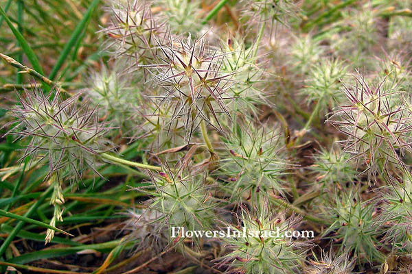 Trifolium dasyurum, Trifolium formosum, Trifolium velivolum, Eastern star clover, תלתן נאה
