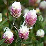Trifolium dichroanthum, Israel Pink Flowers, wildflowers