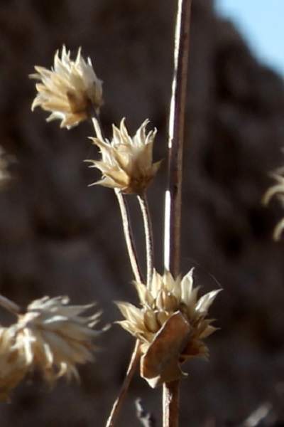 Trifolium erubescens, Blushing Clover, תלתן מאדים,  نفل متورد