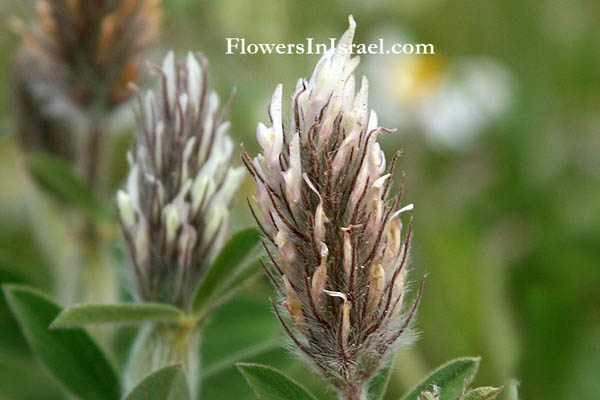 Israel, Flowers, Trifolium palaestinum, Palestine clover, תלתן ארצישראלי