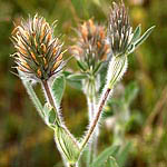 Trifolium palaestinum, Israel, native wildflowers