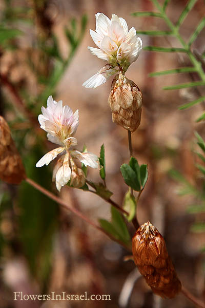 Trifolium philistaeum, Trifolium stenophyllum, Palestine Clover, תלתן פלישתי 
