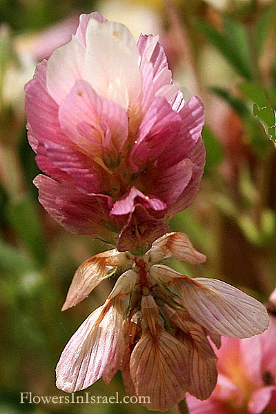 Israel flower delivery - Fresh flowers at Local Prices