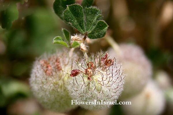 Flora, Israel, Trifolium pilulare, Ball cotton clover, תלתן הכדורים 