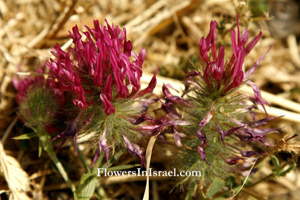 Trifolium purpureum, Purple Clover, תלתן הארגמן, برسيم