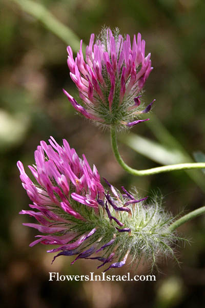 Trifolium purpureum, Purple Clover, תלתן הארגמן, برسيم