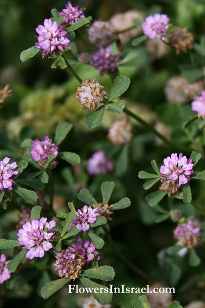 Trifolium resupinatum, Reversed Trefoil,תלתן הפוך